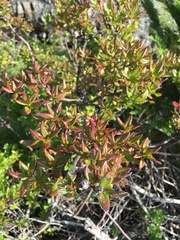 Rhododendron columbianum
