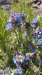 Lobostemon fruticosus