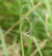Lestes barbarus