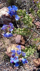 Lobostemon fruticosus