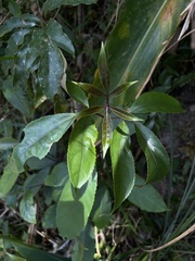 Turpinia ternata