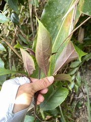 Turpinia ternata