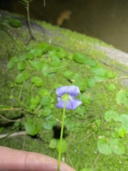 Viola banksii
