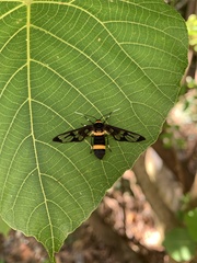 Syntomoides imaon