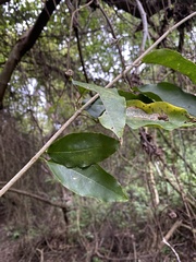 Mansoa verrucifera