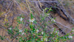 Euphorbiaceae