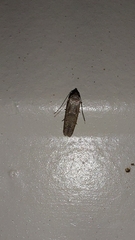 Pigritia