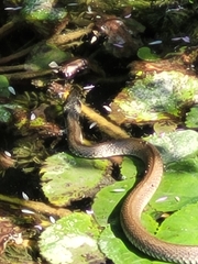 Natrix natrix
