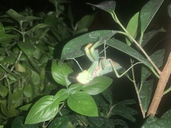 Hierodula transcaucasica