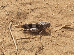 Oedipoda