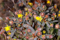 Hibbertia potentilliflora