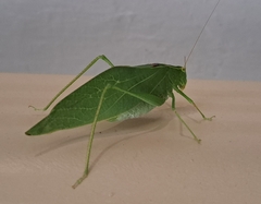 Microcentrum rhombifolium