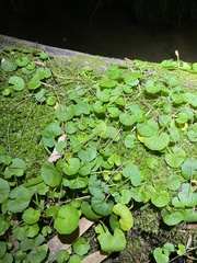 Viola banksii