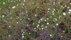 Cyphanthera racemosa