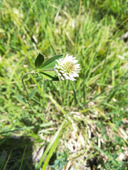 Trifolium montanum