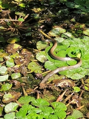 Natrix natrix