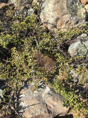 Ceanothus pumilus