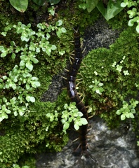 Scolopendridae