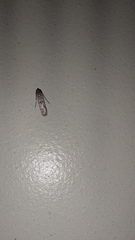 Pigritia