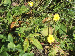Potentilla fragarioides
