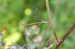 Lestes barbarus