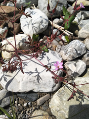 Geranium purpureum