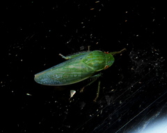 Gyponana