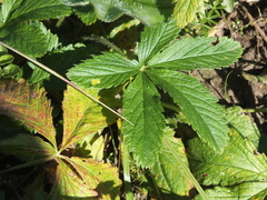 Potentilla fragarioides