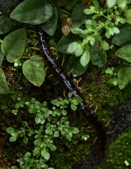 Scolopendridae