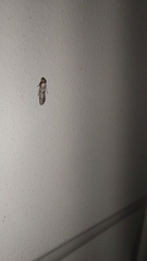 Pigritia