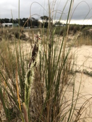 Sporobolus coarctatus