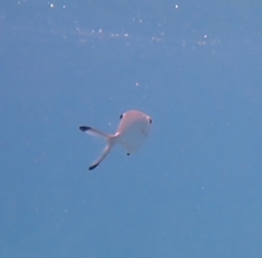 Trachinotus ovatus