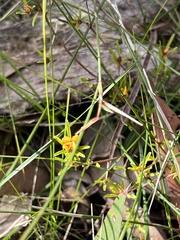 Pultenaea retusa