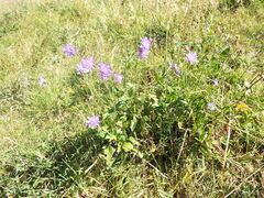 Knautia dipsacifolia