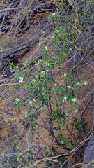 Euphorbiaceae