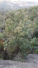 Brachylaena discolor