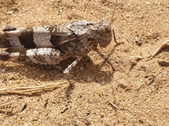 Oedipoda