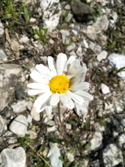 Leucanthemum
