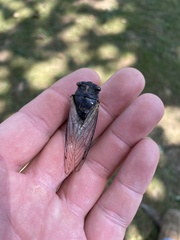 Neotibicen lyricen