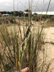 Sporobolus coarctatus