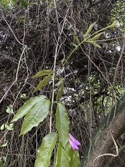 Mansoa verrucifera