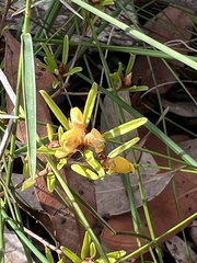 Pultenaea retusa