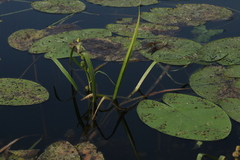 Nuphar lutea