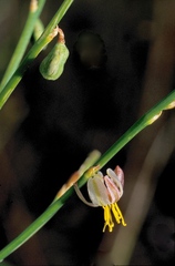 Corynotheca licrota