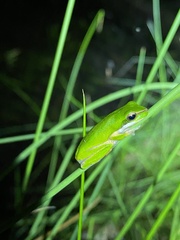 Litoria fallax