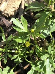 Ranunculus sceleratus