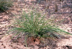 Corynotheca licrota