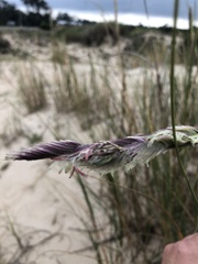 Sporobolus coarctatus