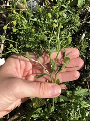 Ranunculus sceleratus