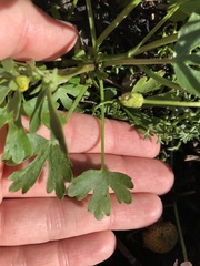 Ranunculus sceleratus